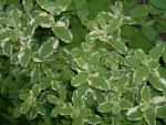 Mentha suaveolens Variegata